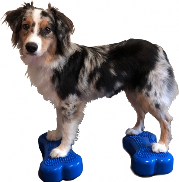 FitPAWS® MINI K9FITbone™ 2-er Set Blau