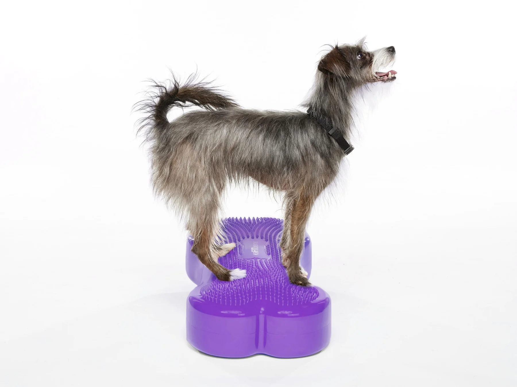 FitPAWS® K9 FITbone Purple