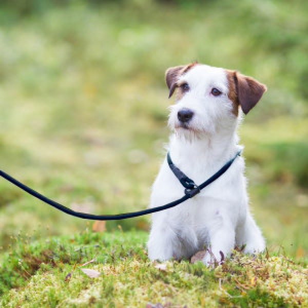 Rope Retriever Leash Black - S