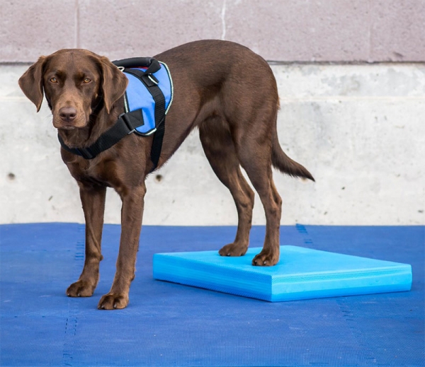 FitPAWS® Balance Pad