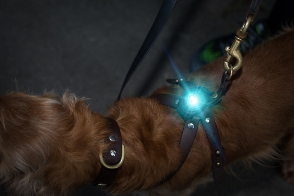 Dog Dual™ - Türkis