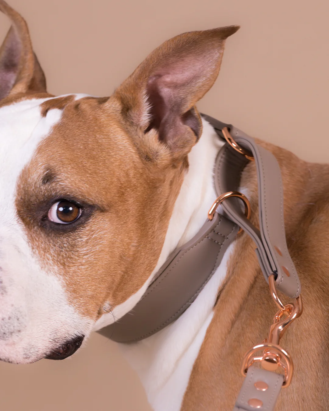 Lignify Martingale Halsband Taupe - S