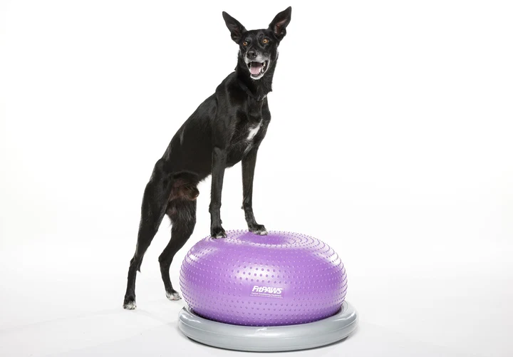FitPAWS® Trax Donut 55cm Lila