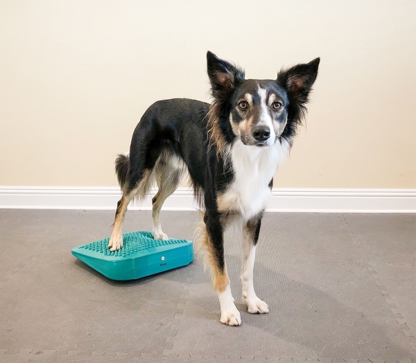 FitPAWS® Balance Ramp