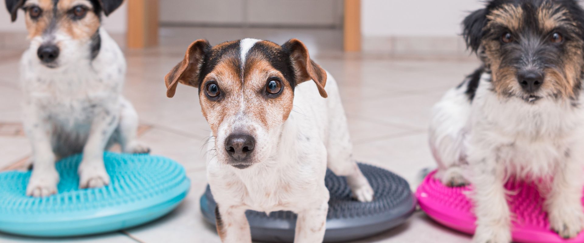 FitPAWS® Sport
